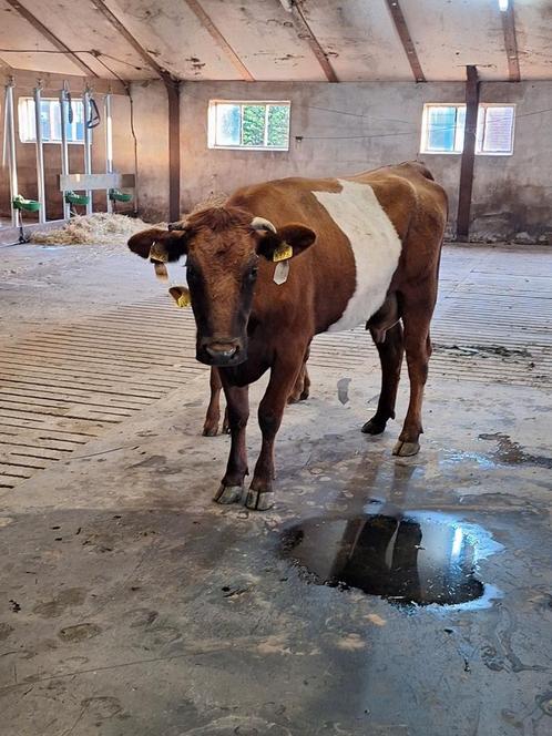 Lakenvelder koe, Dieren en Toebehoren, Runderen, Vrouwelijk, 0 tot 2 jaar