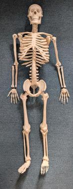 anatomisch skelet 80,cm, Ophalen of Verzenden