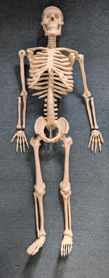 anatomisch skelet 80,cm beschikbaar voor biedingen