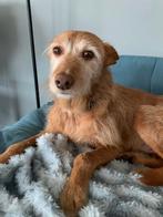 NA LANG LEVEN IN ASIEL, NU EEN FIJN THUIS?, 6 jaar of ouder, Particulier, Rabiës (hondsdolheid), Reu