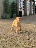 Leuke Aussiedor reu zoekt een huisje, Parvo, 15 weken tot 1 jaar, Reu, Eén hond