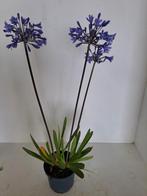 Agapanthus Sunfield, Ophalen, Zo goed als nieuw
