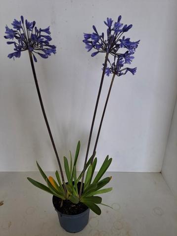 Agapanthus Sunfield  beschikbaar voor biedingen