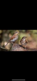 Zanglijster poppen tekoop, Dieren en Toebehoren, Vogels | Overige Vogels, Vrouwelijk