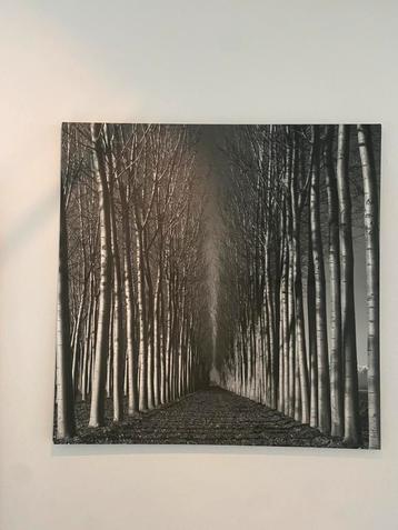 Canvassen - Schilderijen Bos Zwart/Wit beschikbaar voor biedingen