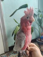 Tamme rose kaketoe, Dieren en Toebehoren, Vogels | Parkieten en Papegaaien, Geslacht onbekend, Papegaai, Geringd