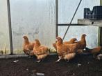 1-4 orpington buff, Dieren en Toebehoren, Pluimvee, Meerdere dieren, Kip