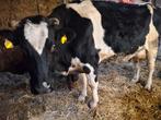Fries-Hollandse koe met kalf, zoogstel, Ophalen, Zo goed als nieuw