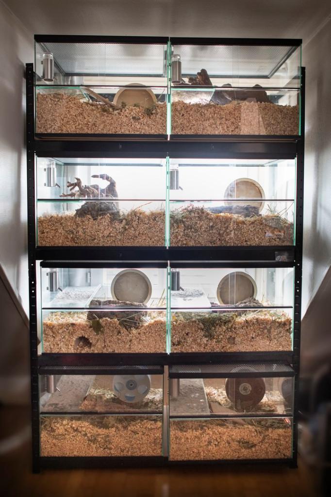 Hamsterflat met 8 gerbilariums, Dieren en Toebehoren, Knaagdieren en Konijnen | Hokken en Kooien, Nieuw, Hok, Minder dan 60 cm
