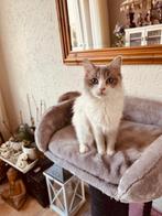 Prachtige Ragdoll poes zonder stamboom, Poes