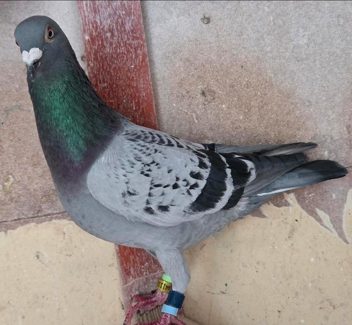 Postduiven, Dieren en Toebehoren, Vogels | Duiven, Postduif, Meerdere dieren