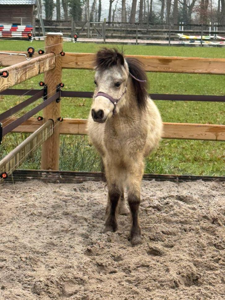 Lief Falabella hengstje – valk kleur – 2025, Dieren en Toebehoren, Pony's, Hengst, A pony (tot 1.17m), Tuigpony, 0 tot 2 jaar