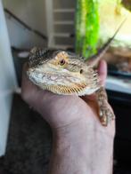 Tamme baardagaam met terrarium te koop, Dieren en Toebehoren, Januari, Vrouwelijk