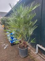 Zeer grote chamaerops humillis palmen, Ophalen of Verzenden, Zomer, Volle zon, Palmboom