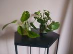 Stekjes van de Epipremnum Aureum, Huis en Inrichting, Kamerplanten, Ophalen of Verzenden, Overige soorten, Minder dan 100 cm