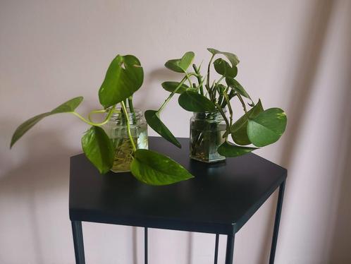 Stekjes van de Epipremnum Aureum, Huis en Inrichting, Kamerplanten, Overige soorten, Minder dan 100 cm, Ophalen of Verzenden