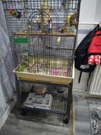 Valkparkiet met kooi niet tam En met eten, Meerdere dieren, Parkiet, Pratend