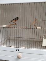 Mooie harlekijn kanaries 35 eurp per koppel, Meerdere dieren, Kleurkanarie
