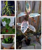 Partij kamerplanten voor €30 ophalen Ficus Monstera Dracaena, Ophalen, Ficus, Halfschaduw, In pot