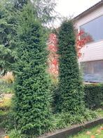 Gratis 3 Taxus boompjes (kegelvormig), Tuin en Terras, Planten | Bomen, Ophalen, Bloeit niet, Halfschaduw, Overige soorten