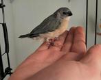 diverse jonge gekleurde vinkjes, Dieren en Toebehoren, Vogels | Overige Vogels, Meerdere dieren, Wildzangvogel, Geringd