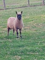 Clun Forest schapen, Dieren en Toebehoren, Schapen, Geiten en Varkens, Meerdere dieren, Schaap