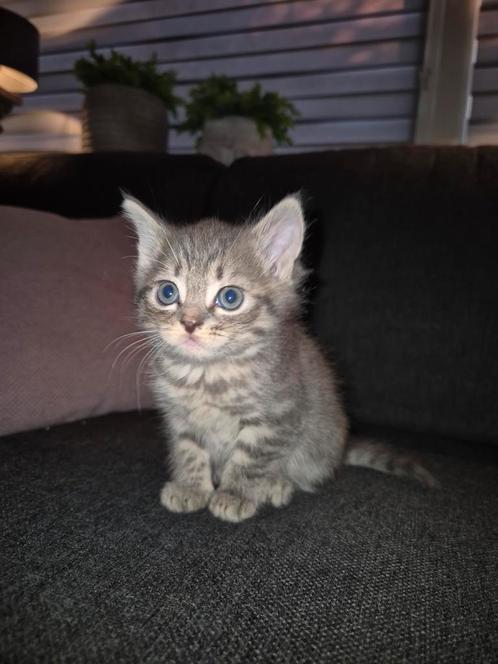 Nog 1 poesje mix brits korthaar/blauwe rus/euro. kortha, Dieren en Toebehoren, Katten en Kittens | Raskatten | Korthaar, Ontwormd