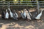 Indische Loopeend vrouwtjes te koop, raszuiver, Dieren en Toebehoren, Pluimvee, Vrouwelijk, Eend