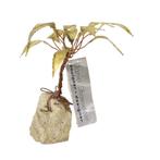 Koperen Palmboom op Rots Sculptuur Daniel D’Haeseleer 18cm, Antiek en Kunst, Ophalen of Verzenden