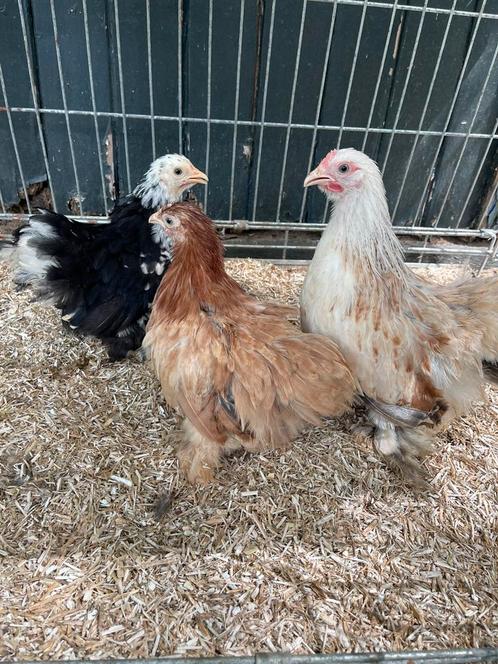 Verschillende kleuren cochin kriel hennetjes van 12-16 weken, Dieren en Toebehoren, Pluimvee, Kip, Vrouwelijk