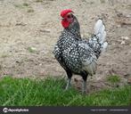 Sebright haan gezocht zilverzwartgezoomd, Dieren en Toebehoren, Mannelijk, Kip