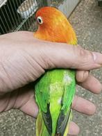 Prachtige brr agapornis fisheri opaline groen split lutino, Dieren en Toebehoren, Vogels | Parkieten en Papegaaien, Meerdere dieren