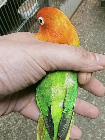 Prachtige brr agapornis fisheri opaline groen split lutino  beschikbaar voor biedingen