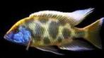 Koppel Nimbochromis venustus 12-15 cm!!!, Vis, Zoetwatervis