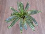🪴Aparte grote Vriesea Gigantea (Bromelia) + vetplant, Ophalen, Overige soorten, Halfschaduw, In pot