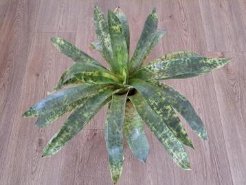 🪴Aparte grote Vriesea Gigantea + Aristaloe Aristata  beschikbaar voor biedingen