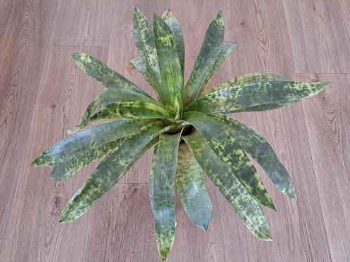 🪴Aparte grote Vriesea Gigantea + Aristaloe Aristata, Huis en Inrichting, Kamerplanten, Overige soorten, Minder dan 100 cm, Groene kamerplant