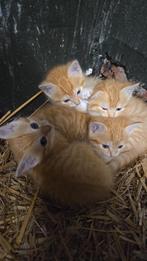 4 rosse kittens zoeken goed thuis, Dieren en Toebehoren, Katten en Kittens | Overige Katten, Meerdere dieren, Kortharig, 0 tot 2 jaar