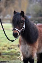 ***ONWIJS LIEVE 12 JARIGE NSPS SHETLANDER MERRIE**, Dieren en Toebehoren, Merrie, Met stamboom, Niet van toepassing, A pony (tot 1.17m)