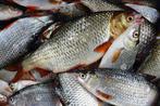 GEZOCHT! Levende aasvissen (Voorn), Ophalen, Zo goed als nieuw, Overige typen