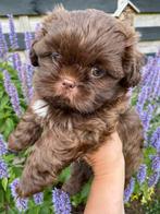 Shih tzu pups, Dieren en Toebehoren, Honden | Chihuahua's en Gezelschapshonden, Overige rassen, 8 tot 15 weken, Meerdere, Meerdere dieren