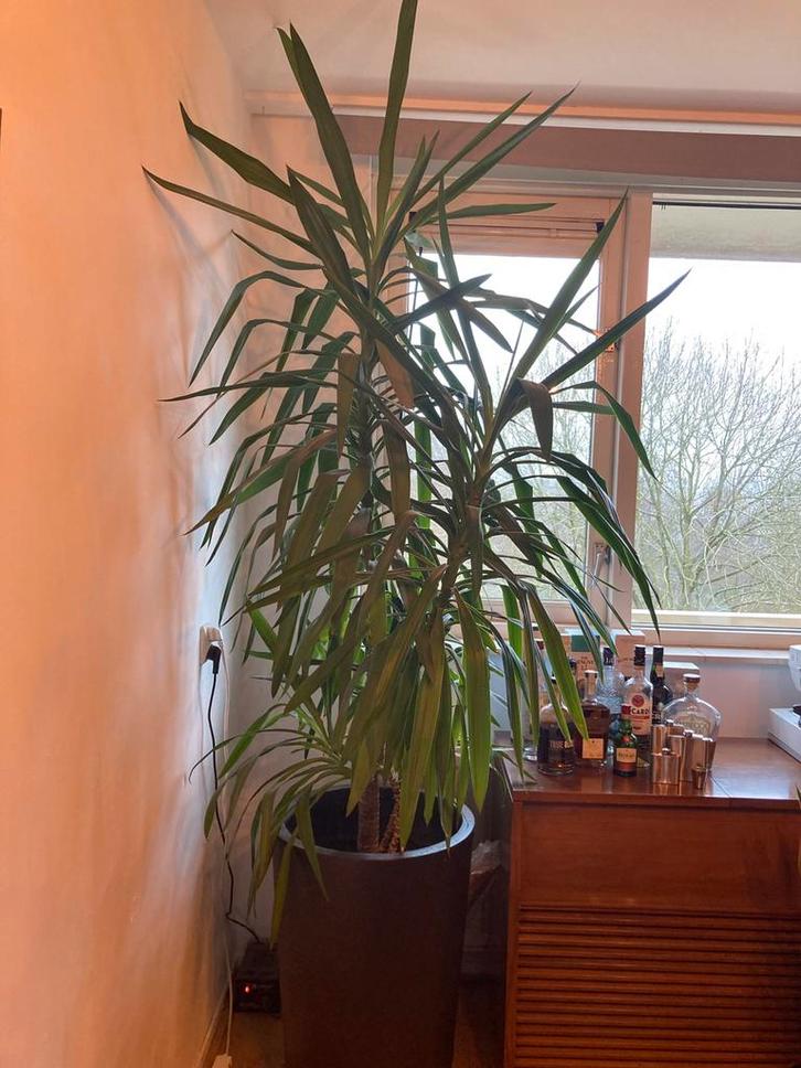 Grote Yucca Elephantipes + pot, Huis en Inrichting, Kamerplanten, Yucca, 200 cm of meer, Groene kamerplant, Halfschaduw, In pot