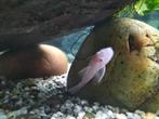 Snow white ancistrus, Dieren en Toebehoren, Vis