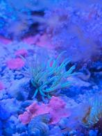 Anemoon zeeaquarium, Dieren en Toebehoren