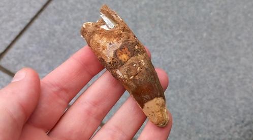 Grote Spinosaurus tand uit Marokko dinosaurus fossiel, Verzamelen, Mineralen en Fossielen, Fossiel, Ophalen of Verzenden