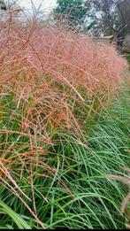 MISCANTHUS ..ROOD BLOEIEND...IN GROTE POT., Tuin en Terras, Planten | Tuinplanten, Ophalen, Volle zon, Vaste plant, Siergrassen