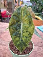 Alocasia Nairobi Aurea p12 (3), Ophalen of Verzenden, Halfschaduw, Minder dan 100 cm