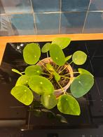 Pannenkoekenplant, Ophalen, Halfschaduw, Minder dan 100 cm