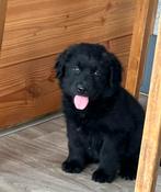 Golden retriever/ Hovawart, Dieren en Toebehoren, Golden retriever, Parvo, 8 tot 15 weken, Teef