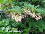 Prachtig Pronkklokje / Enkianthus Campanulatus, Vaste plant, Halfschaduw, Lente, Ophalen